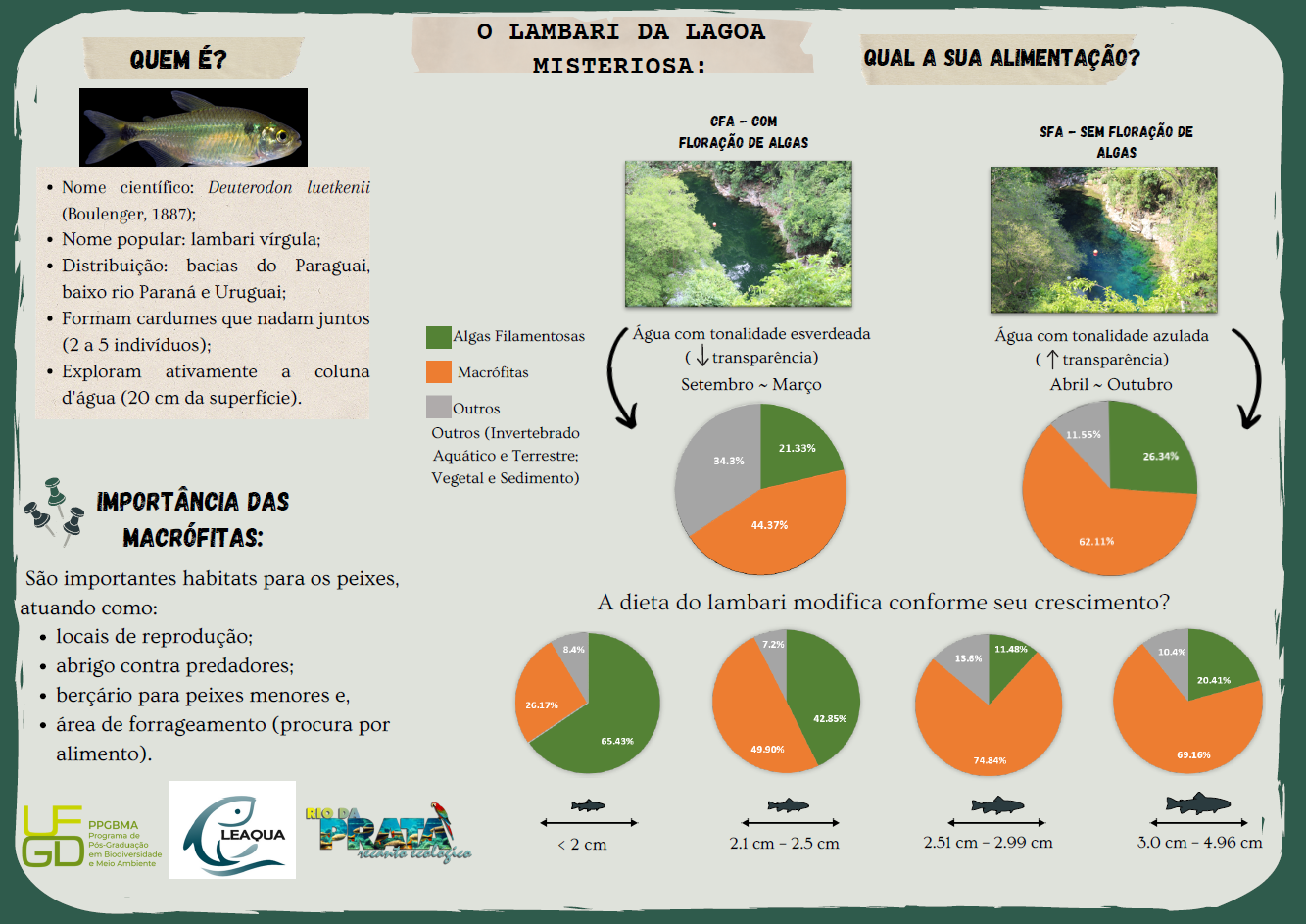 Habitantes da Lagoa Misteriosa: Conheça o Lambari Vírgula